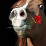 Tomasz Pogorzelski Profile Picture