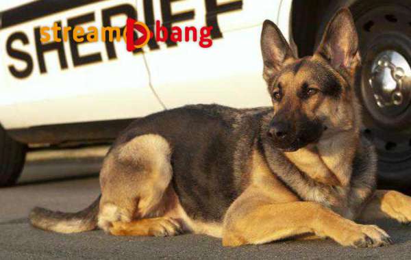 Psy policyjne w Teksasie nie będą już usypiane po “przejściu na emeryturę”