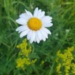 Sylwia Pachucka Profile Picture