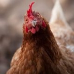 Magdalena Kurnicka Profile Picture