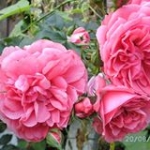 Marianna Rogut Profile Picture