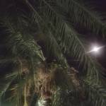 Nargis Minhas Profile Picture