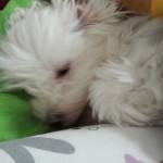 Sonia1254 Profile Picture