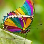 txyicheng grillmat Profile Picture