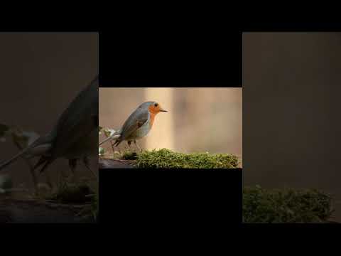 robin, bird, forest - YouTube