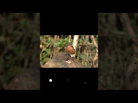 finch, bird, chaffinch - YouTube