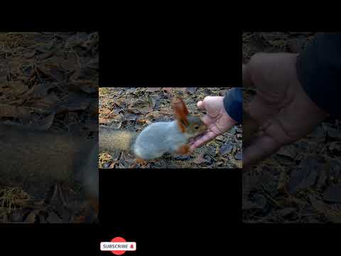 siberia, squirrel, feeding - YouTube