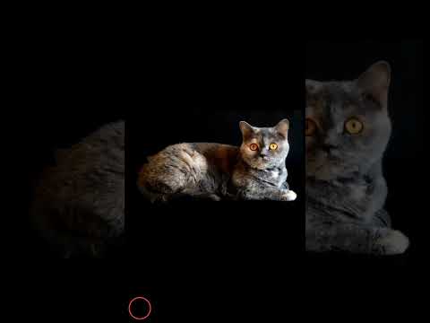 cat, playful, big eyes - YouTube
