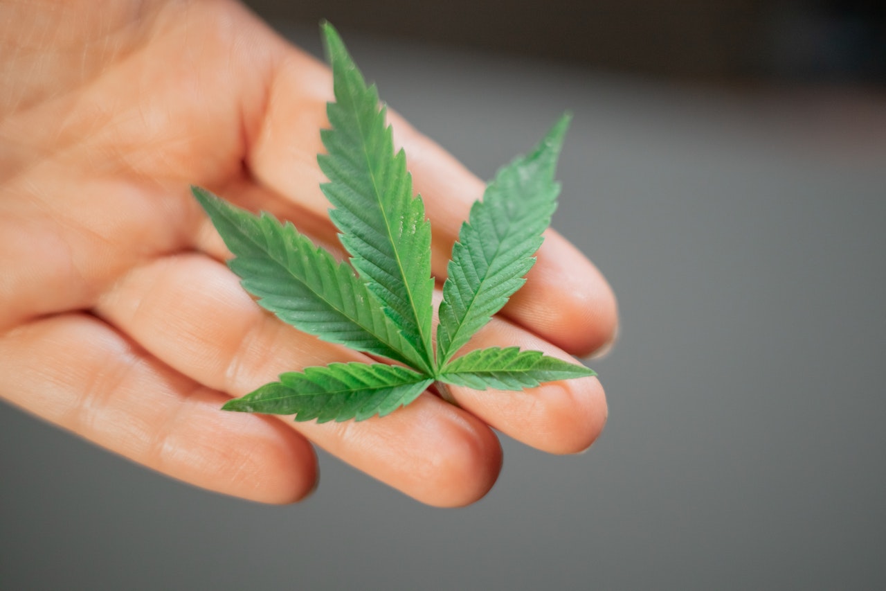 Ways To Identify Premium Cannabis! – Delta 9 THC Minnesota