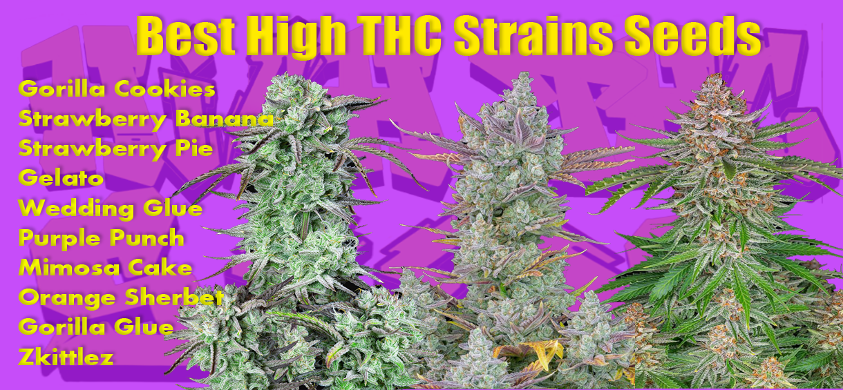 Best High THC Strains Seeds in 2022 by Cannabis-md.com