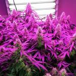 autoflower strain Profile Picture