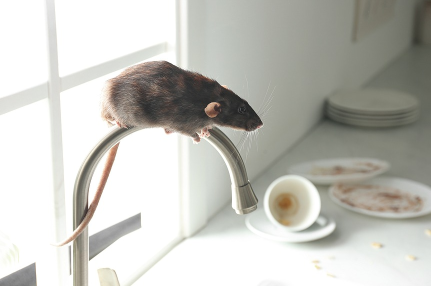 What Entices Rats To Your Home?