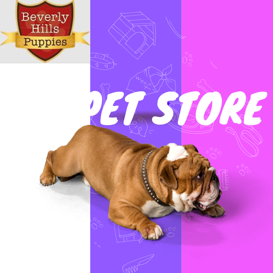 Beverly Hills Puppies is a Reliable Name to Give You Purebred English Bulldog - JustPaste.it