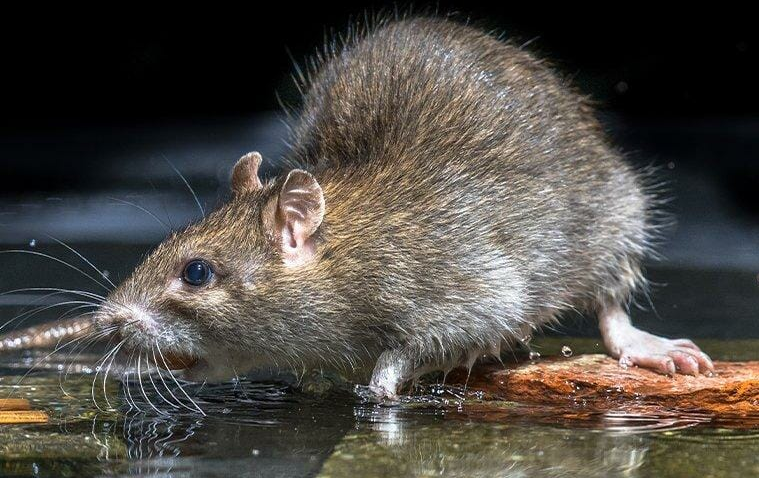 Why You Should Not Welcome Rats In Your House? - Rat Removal Melbourne