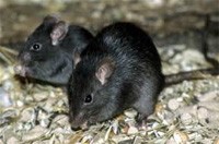 Rodent Removal & Rodent Control Melbourne | Rats Removal
