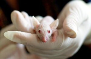 Rat Removal Richmond | Rat, Rodent Control Richmond