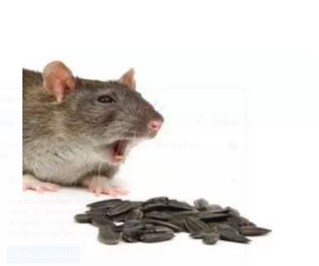 How To Stop The Re-Entry Of Rats? - Rats Removal Melbourne