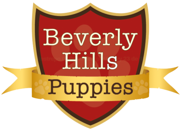 HOME | French & English Bulldog Puppies | BeverlyHillsPuppies.com