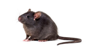 Rat Removal Brunswick | Rat, Rodent Control Brunswick
