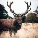 Denise Richard12 Profile Picture