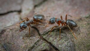 Ant Control Melbourne Prices | Ant Control Cost Melbourne