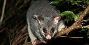 Possum Removal Dandenong | Possum Pest Control Dandenong