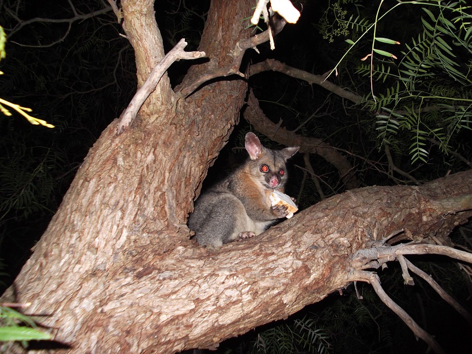 Why should you hire a licensed possum removal company? - Possumpestcontrolmelbourne