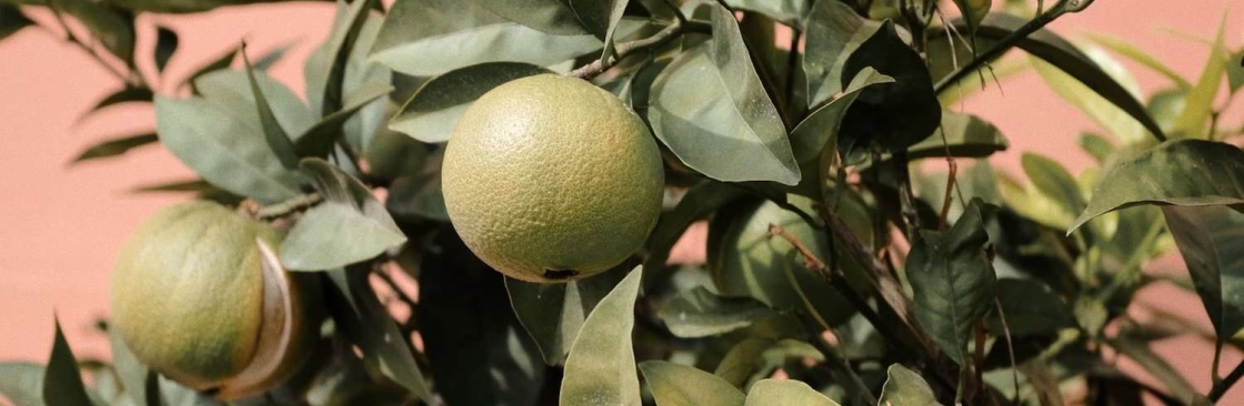 House Of Rae Cover Image