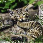 Enoch Flatley Profile Picture