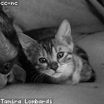 Gust Nienow Profile Picture