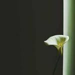 Stewart Stamm Profile Picture