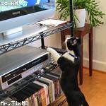 Zachery Pacocha Profile Picture