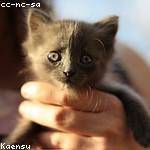 Eden Gutkowski Profile Picture