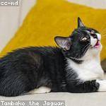 Jaylon Buckridge Profile Picture