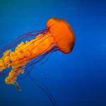 Toney Hilpert Profile Picture