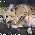 Ollie Reilly Profile Picture