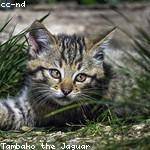 Arvel Braun Profile Picture