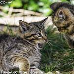 Lavina Trantow Profile Picture