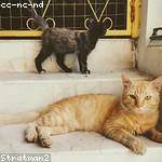 Princess Rogahn Profile Picture