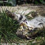 Irving Price Profile Picture