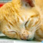 Devon Schaden Profile Picture