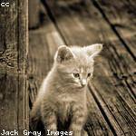 Bill Raynor Profile Picture