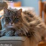 Maryjane Lueilwitz Profile Picture