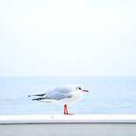 Jacques Lesch Profile Picture