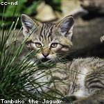 Merlin Abshire Profile Picture