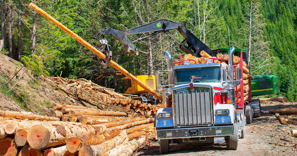 The Role of Logging Companies in Mitigating Climate Change