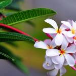 deepika shaha Profile Picture