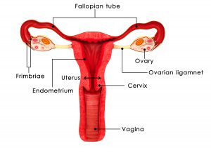 What is Vaginal Obstruction and blocked fallopian tubes?