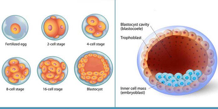 What is a blastocyst? and blastocyst implantation