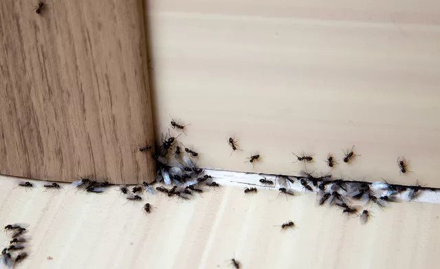 The Definitive Guide On How to Keep Bugs Out of House In 2024 - know It All